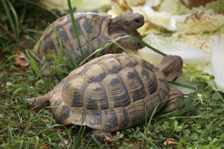 Get to Know the Russian Tortoise