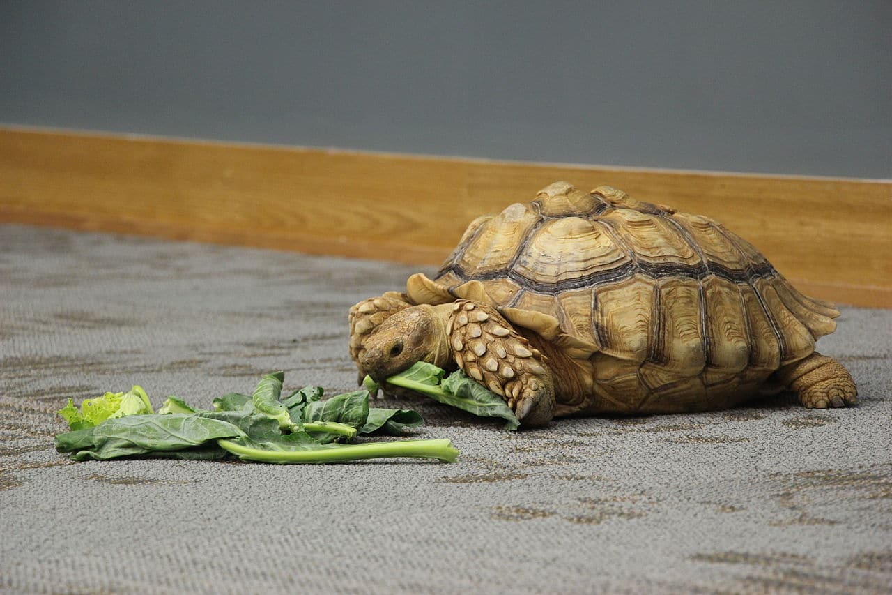 Tortoise Eating Food