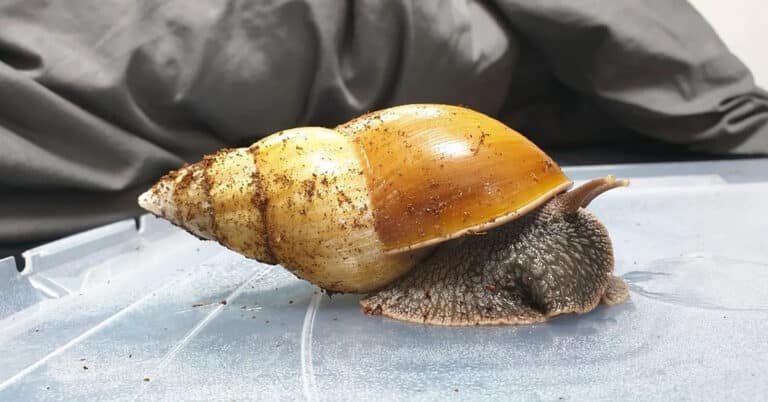 Giant African Land Snail – Facts, Characteristics & Habits