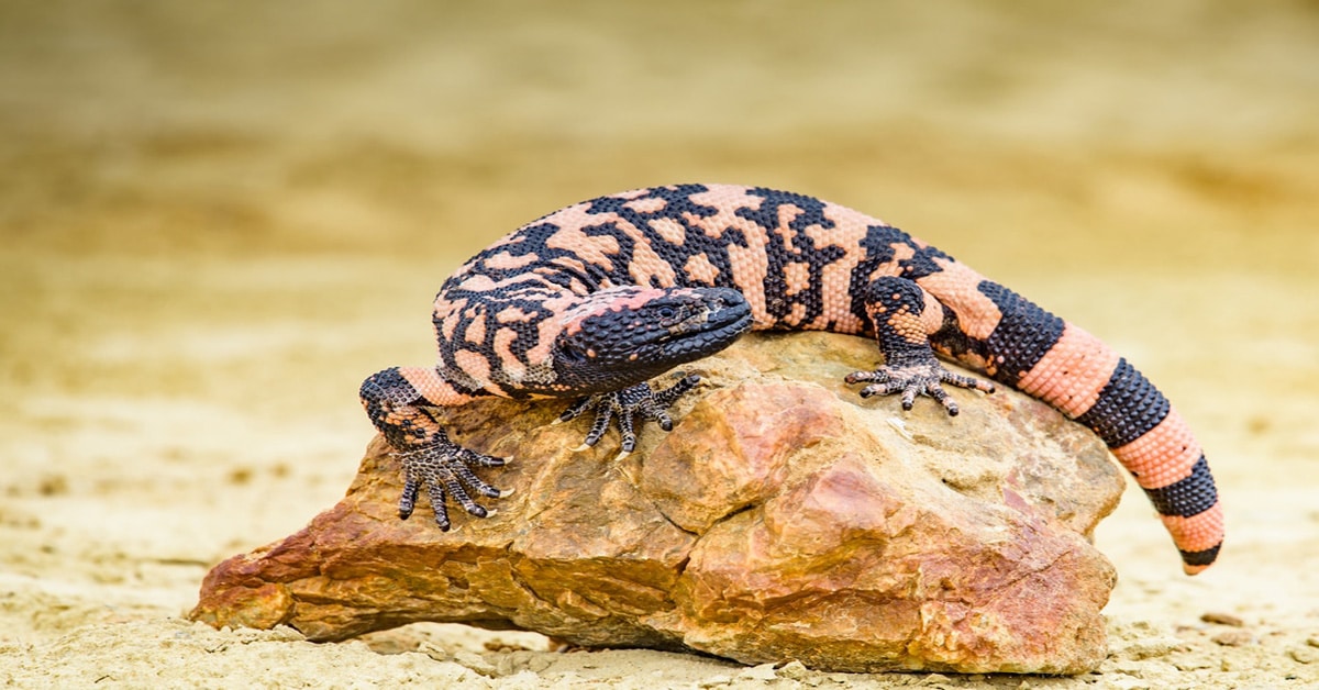 Types of Lizards - Learn About Nature