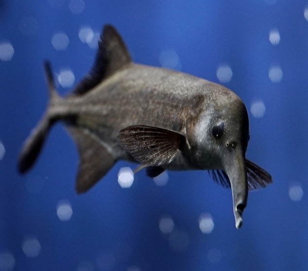 Elephant-nose Fish