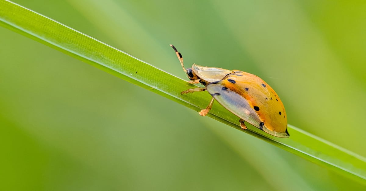 Gold Ladybug
