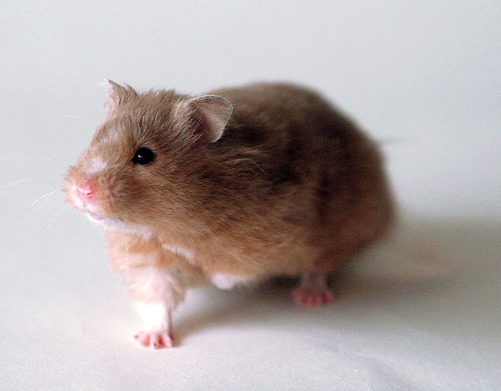3,302 Golden hamster 图片、库存照片和矢量图 | Shutterstock