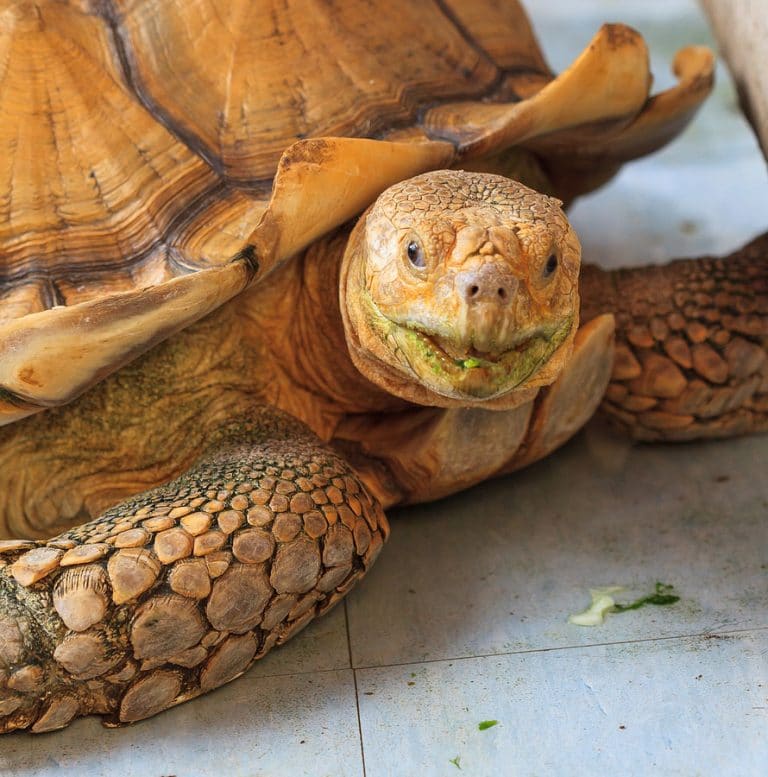 Knowing the Golden Greek Tortoise