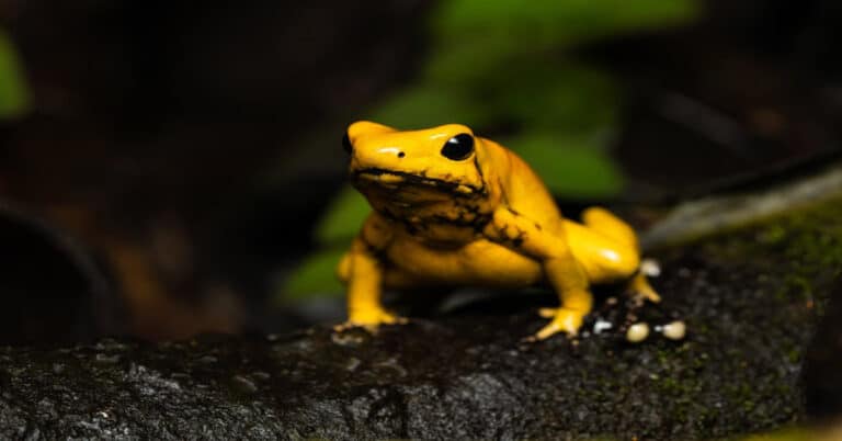 Golden Tree Frog