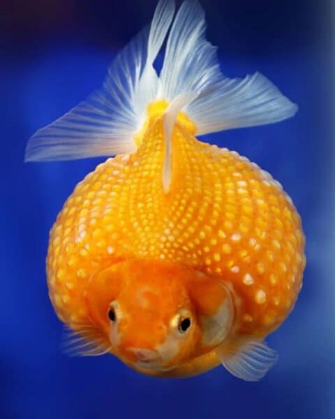 Stunning Intelligent Breeding Of Goldfish image