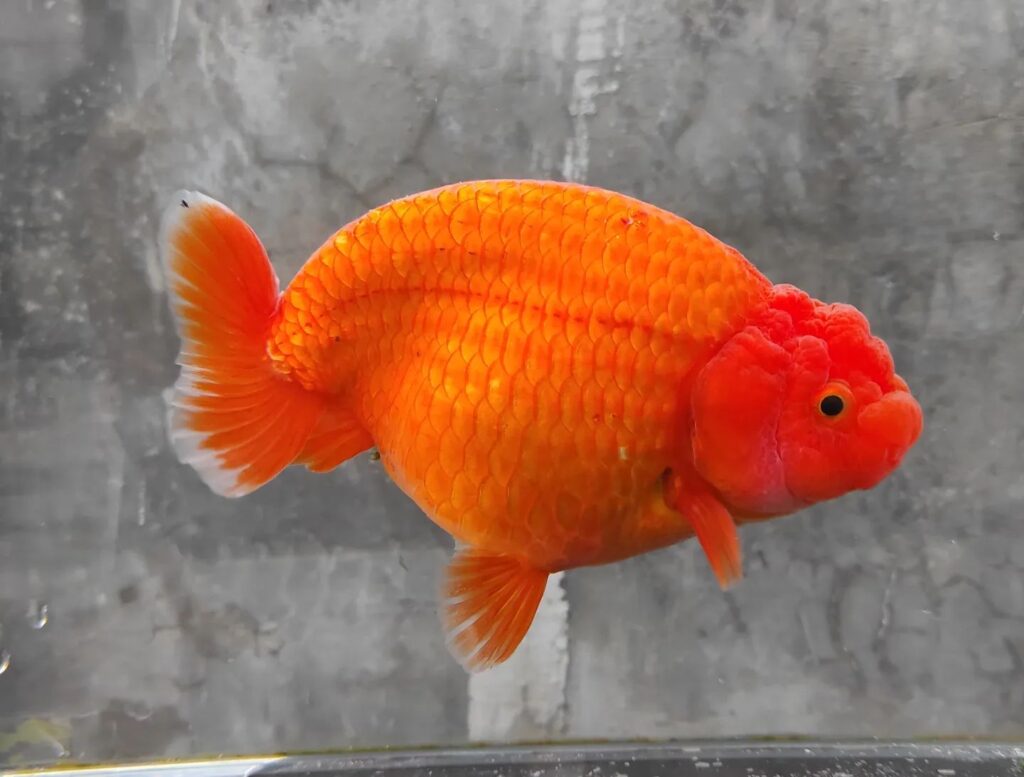 Goldfish Fry