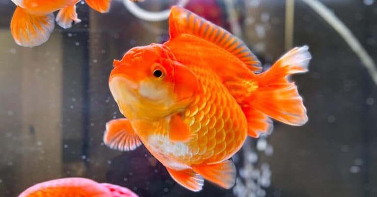 Goldfish Lifespan and Stages of Development