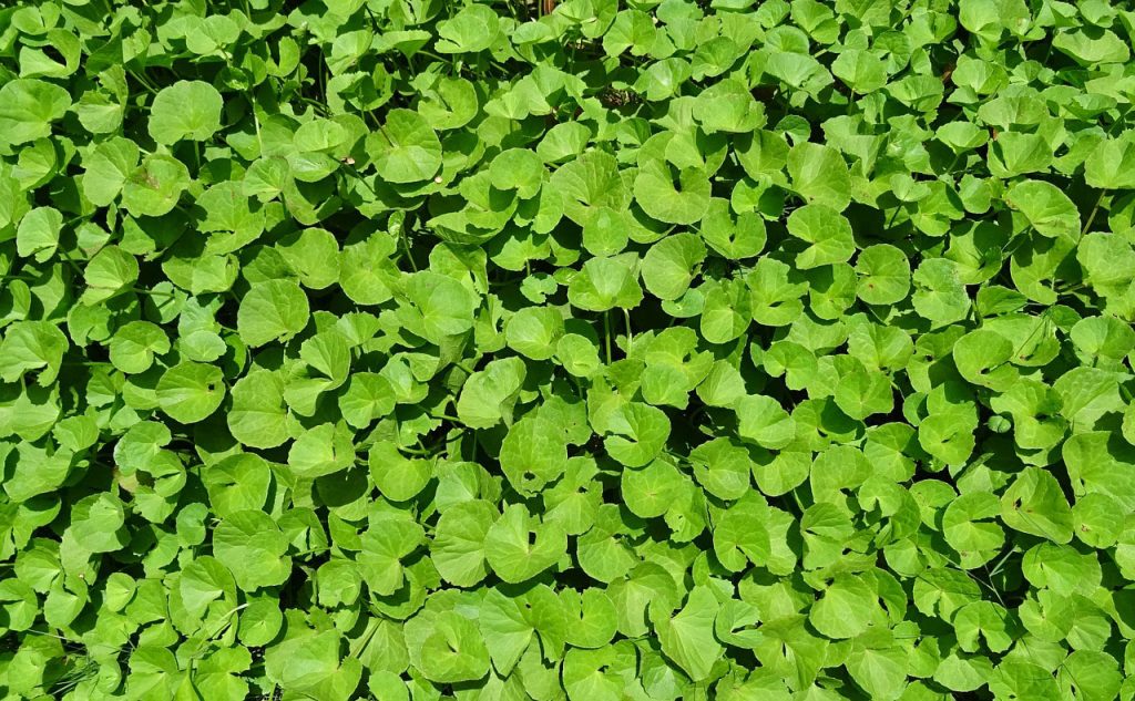 Gotu Kola