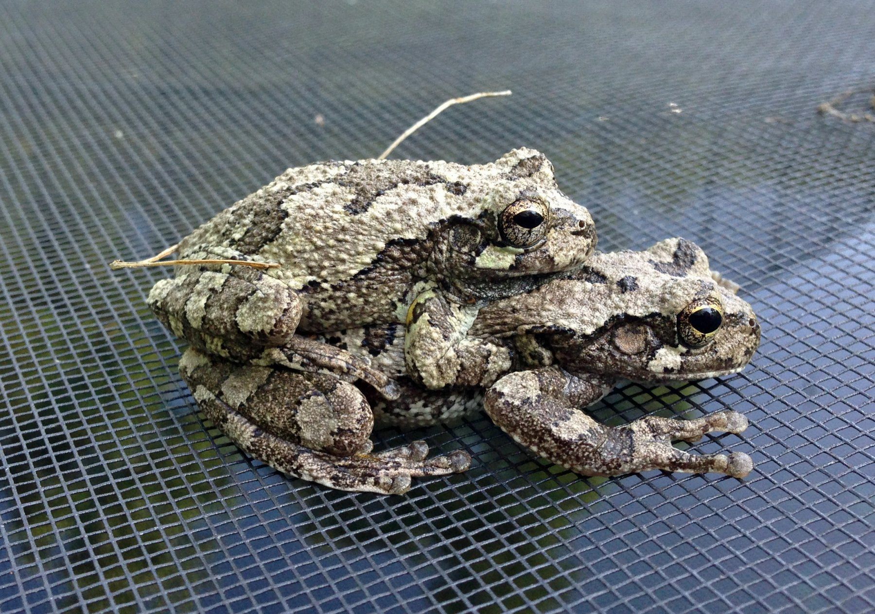 Развитие серой жабы. Gray Treefrog. Амплексус. Серая древесная лягушка. Hyla versicolor.