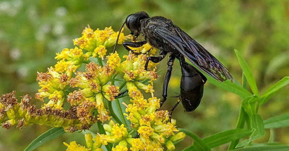 Great Black Wasp Facts