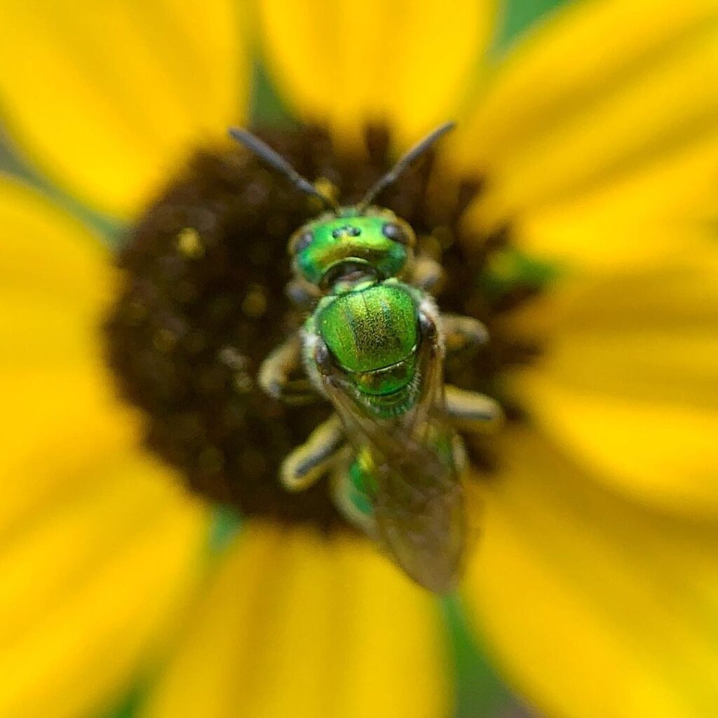 Green Sweat Bees