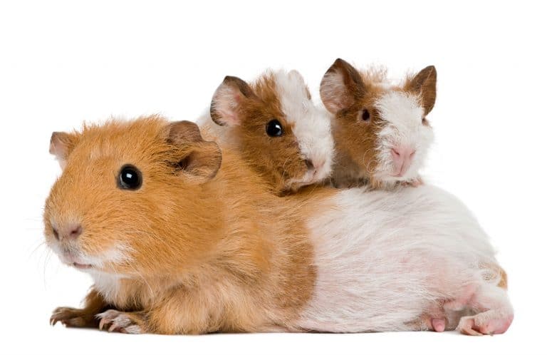 Popular Rodent Pets