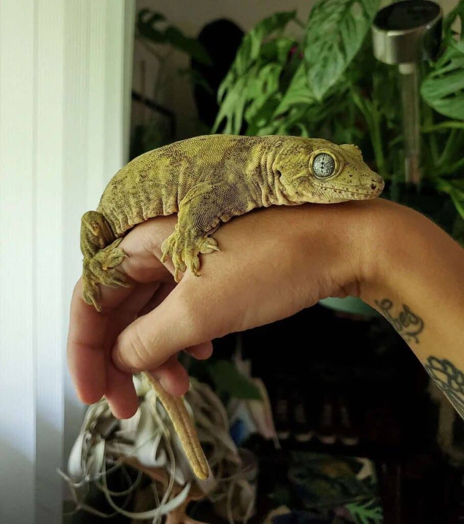 Halmahera Gecko