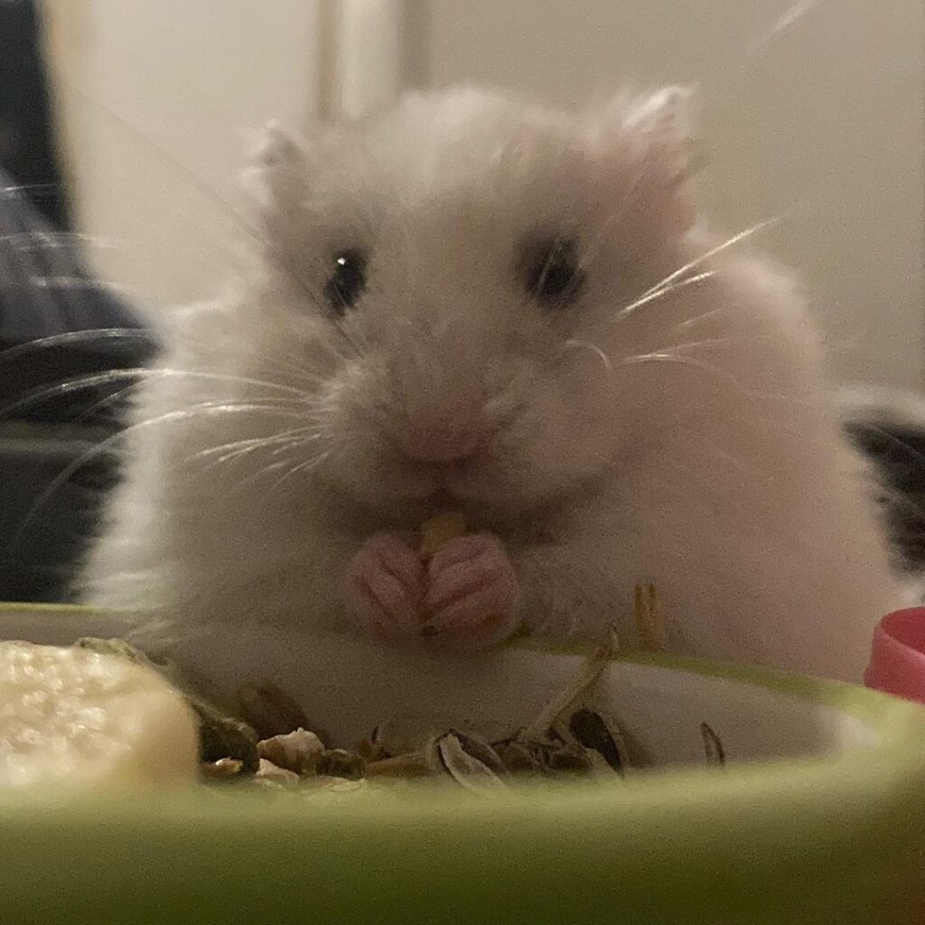 Hamster eating