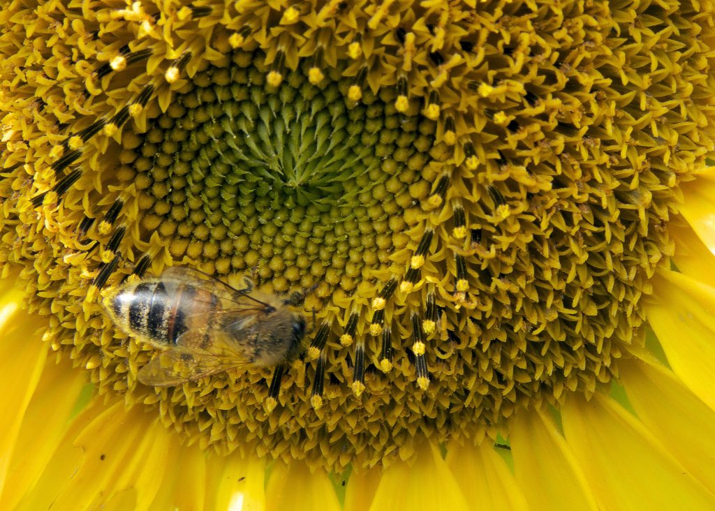 Bees