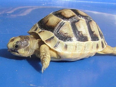 Hermann Tortoise