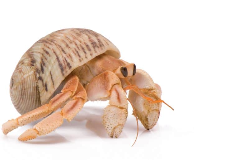 About Land Hermit Crabs