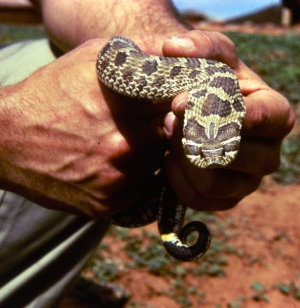 Hognose Snake