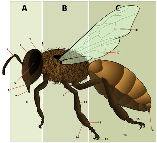 Female Honey Bee Morphology