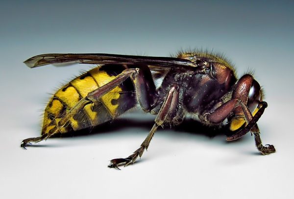Difference Between Bees Yellow Jackets Hornets Wasps Learn About 