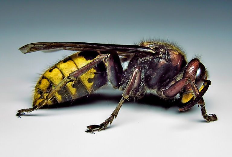 Difference Between Bees, Yellow Jackets, Hornets, Wasps