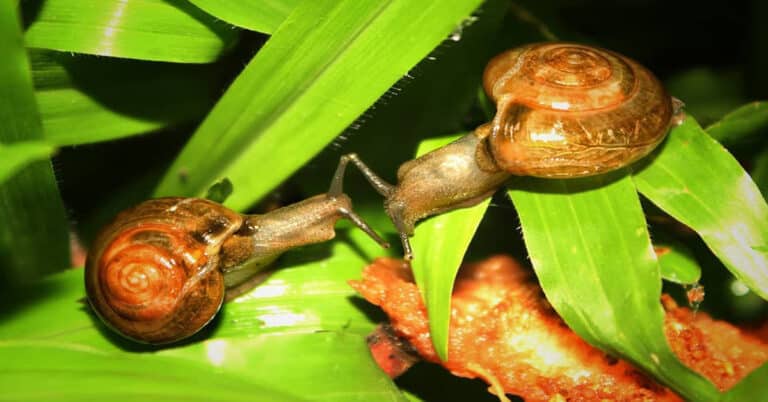 How Do Snails Reproduce?
