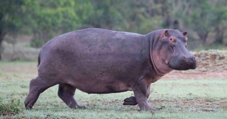 How Fast Can Hippos Run?