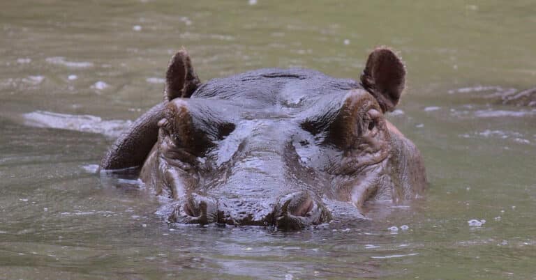 How Fast Can Hippos Swim?