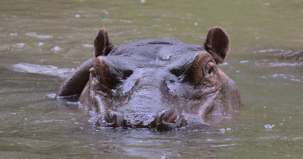 How Fast Can Hippos Swim