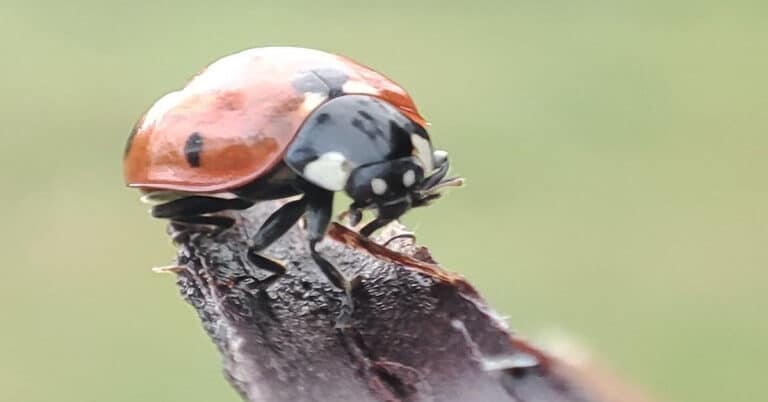 How Long Do Ladybugs Live?
