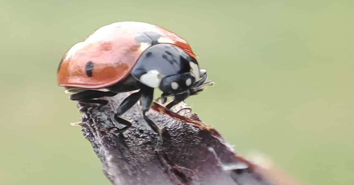 How Long Do Ladybugs Live