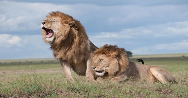 How Long Do Lions Live? Explore The Lion Lifespan!