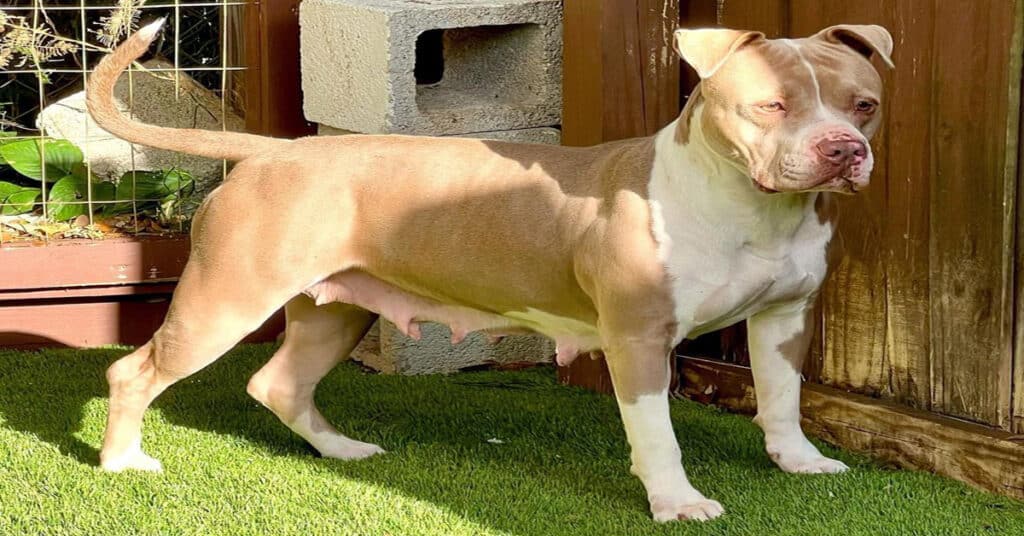 How Long Do Pitbulls Live