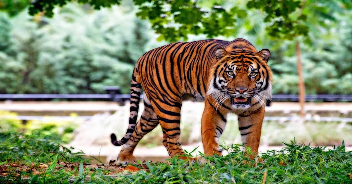 How Long Do Tigers Live? Explore Their Lifespan!