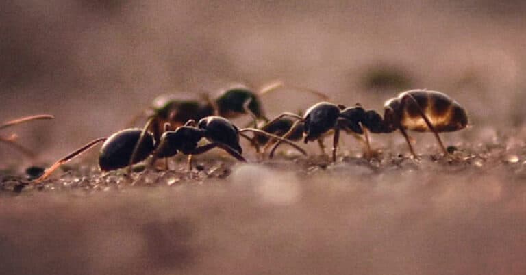 How Many Ants Are In The World?
