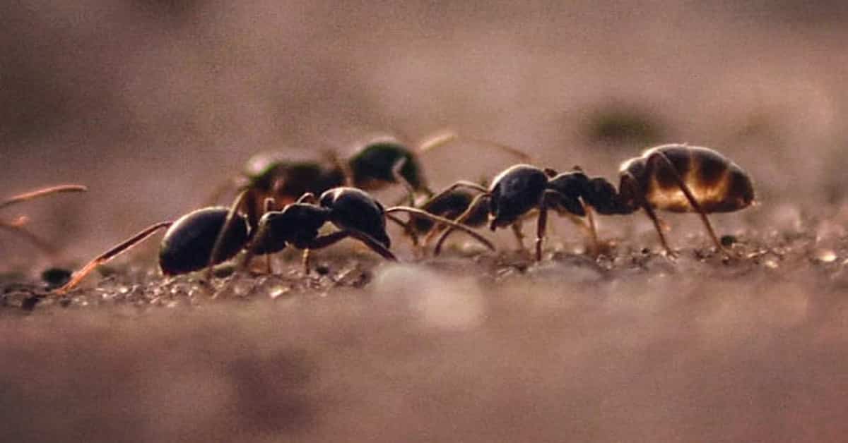 How Many Ants Are In The World