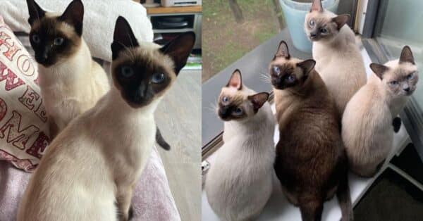 How Much Do Siamese Cats Cost