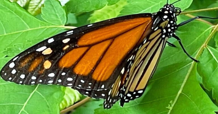 How to Help Monarch Butterflies?