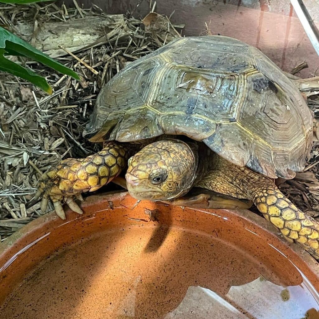 Impressed Tortoise