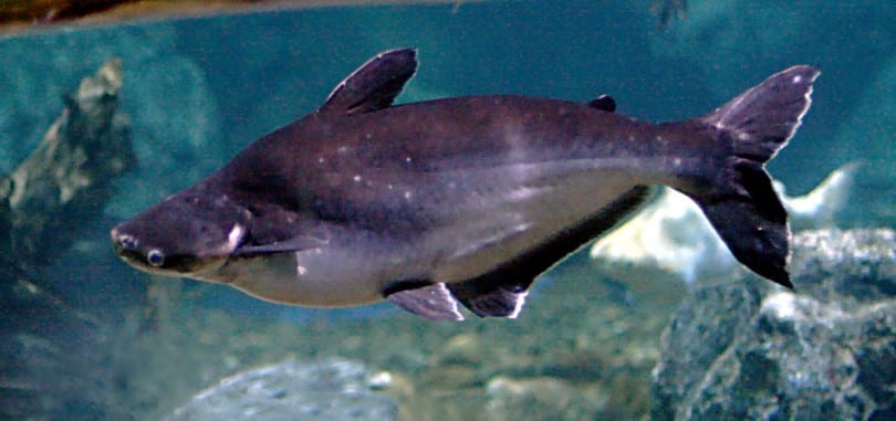 Iridescent Shark