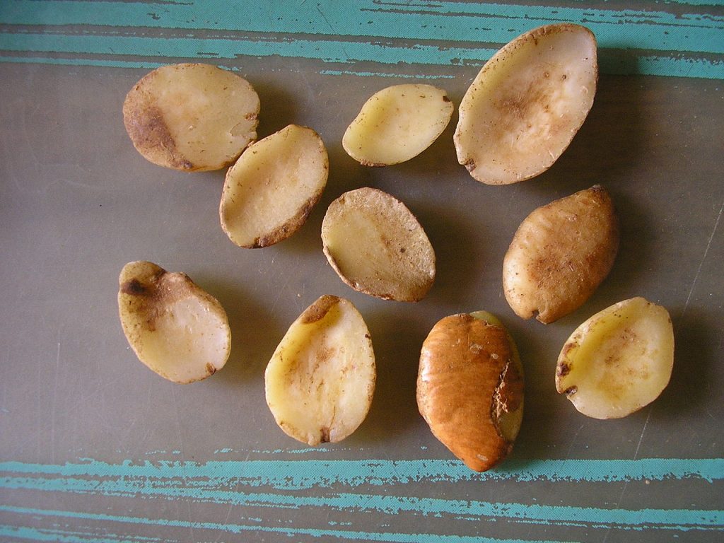 Irvingia Gabonesis