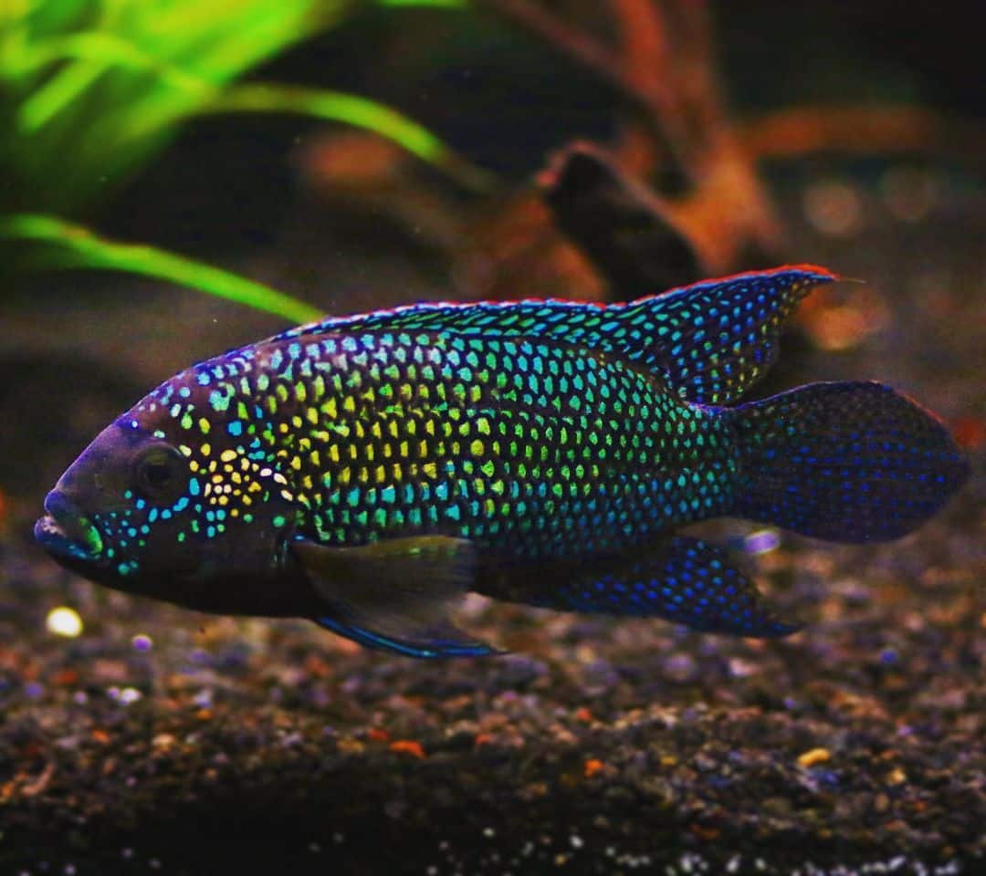 Jack Dempsey Cichlid Learn About Nature