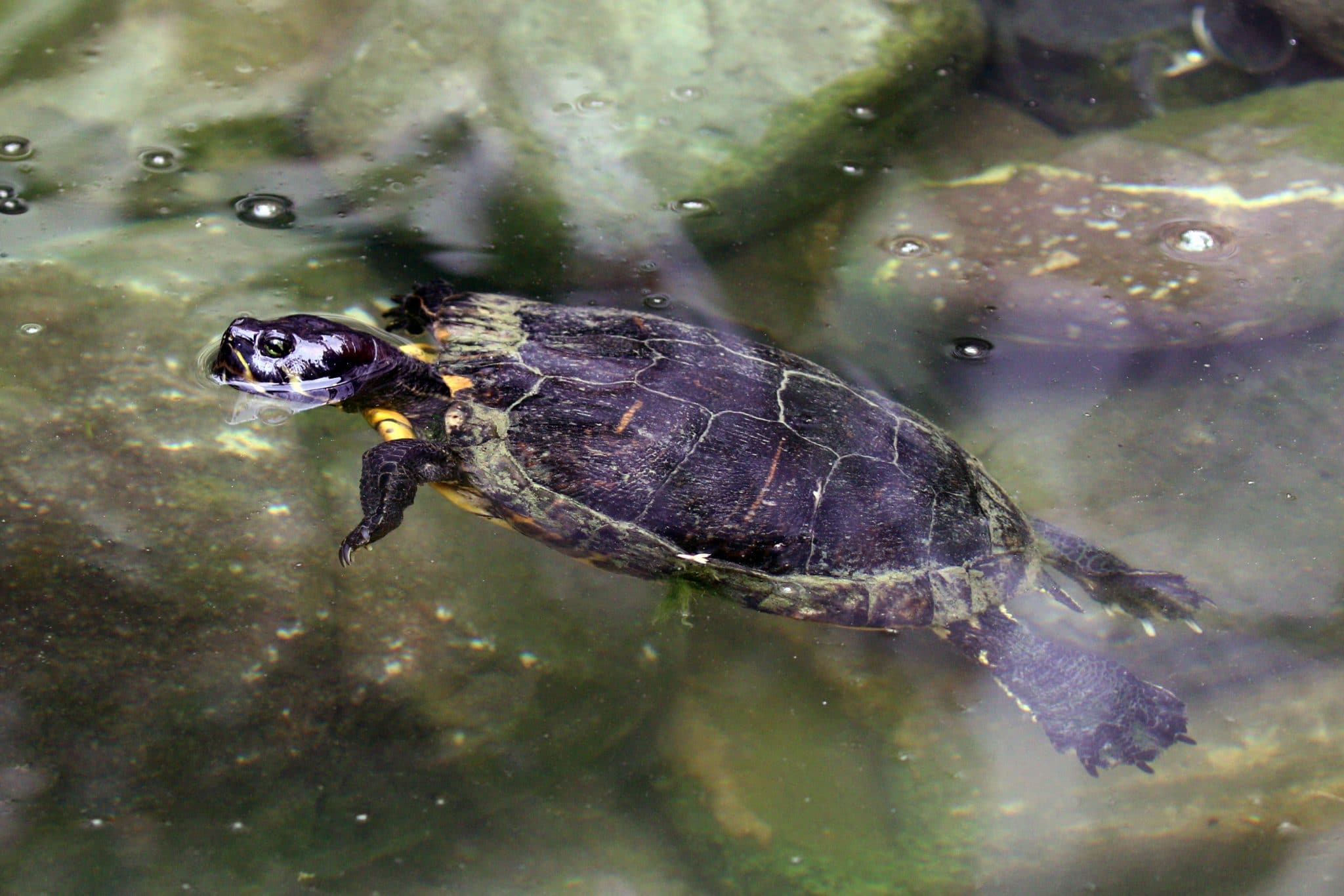 Jamaican Slider Turtle