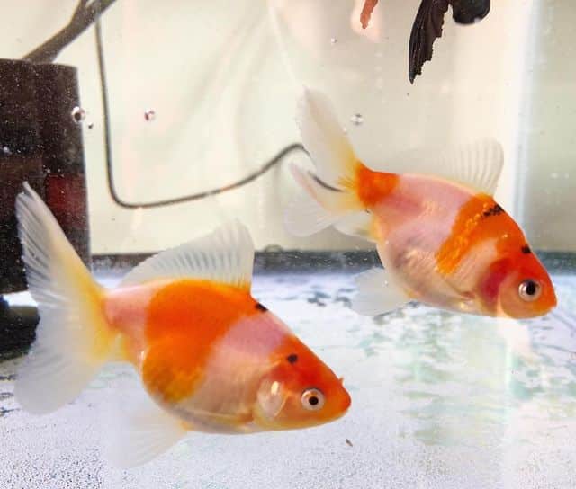 Juvenile Goldfish