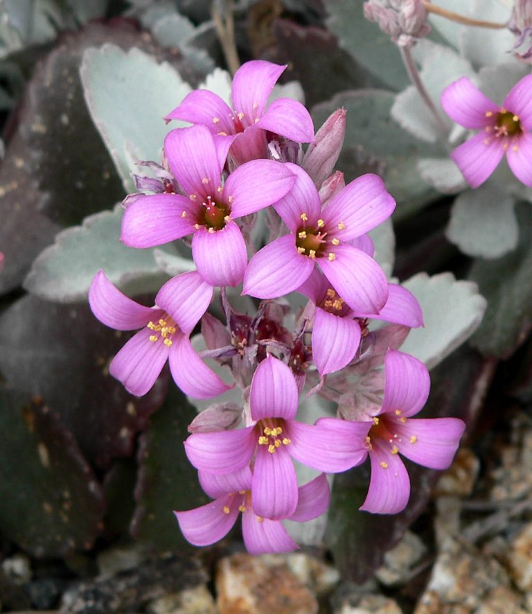 Kalanchoe – In Honor of Botanist Michael Adanson Who First Described the Genus