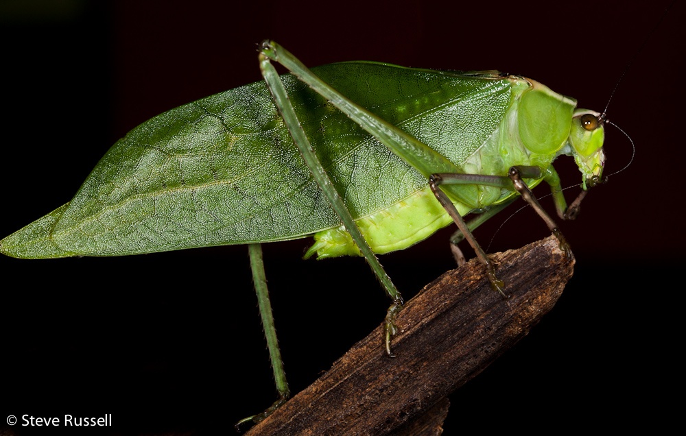 Катитид — Катитид. Neobarrettia spinosa кузнечик.