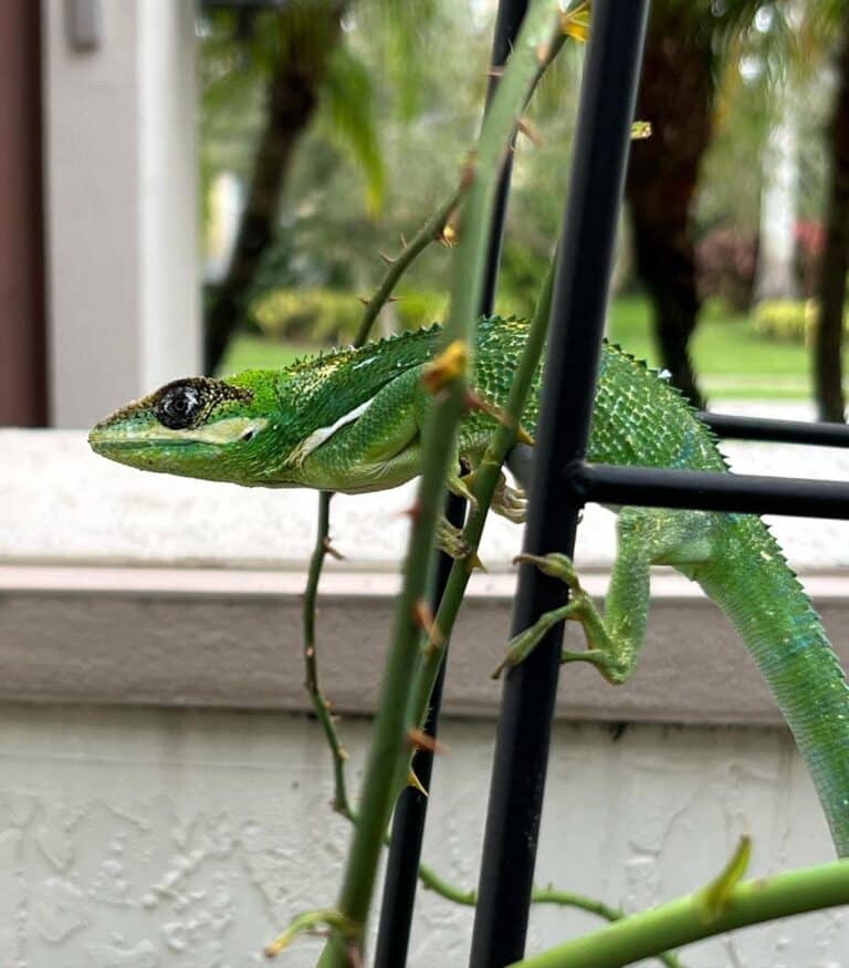 Chipojo Knight Anole - Learn About Nature