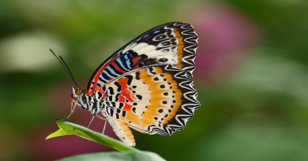 Lace Wing Butterfly