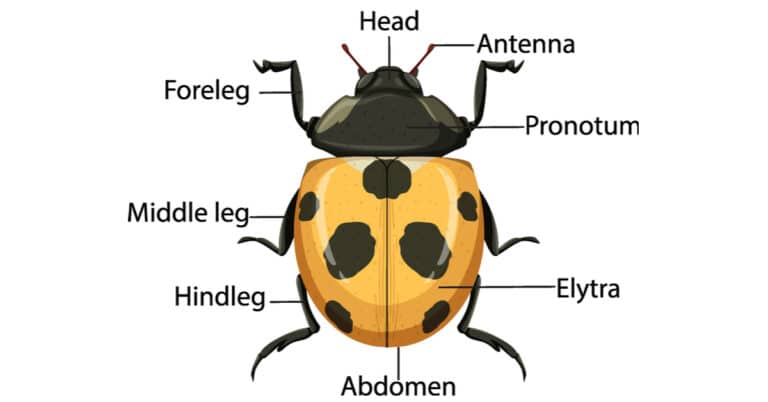 Ladybug Anatomy